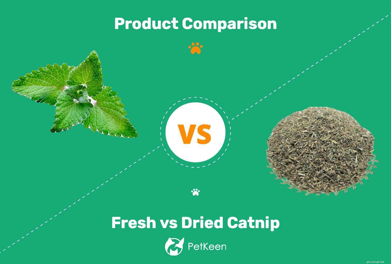 Fresh vs. Dried Catnip: Which Is Best for Your Feline Friend