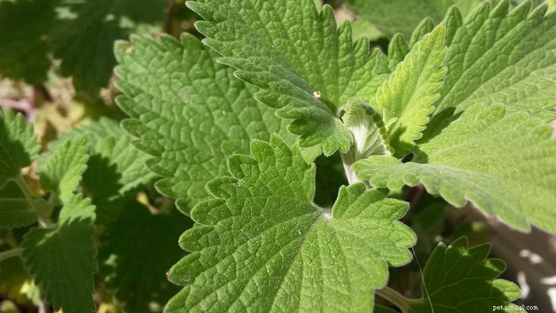 Fresh vs. Dried Catnip: Which Is Best for Your Feline Friend