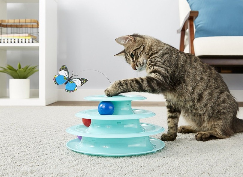 8 Proven Strategies to Keep Your Indoor Cat Happy and Stimulated
