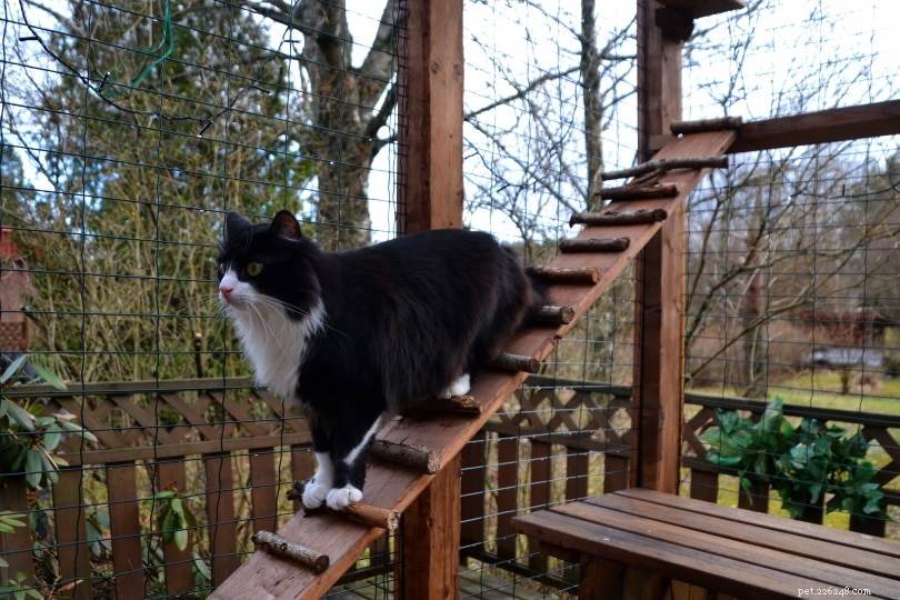 8 Proven Strategies to Keep Your Indoor Cat Happy and Stimulated