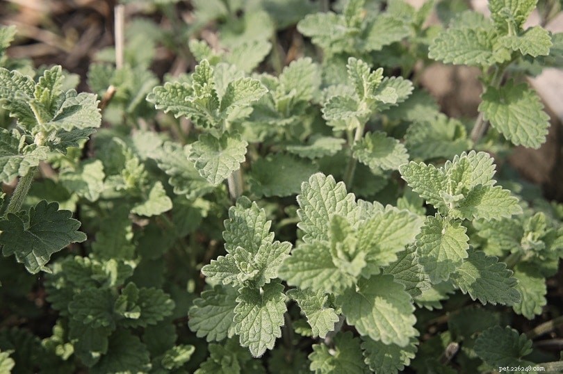 Catnip Tea for Cats: How to Brew, Benefits, and Recipes