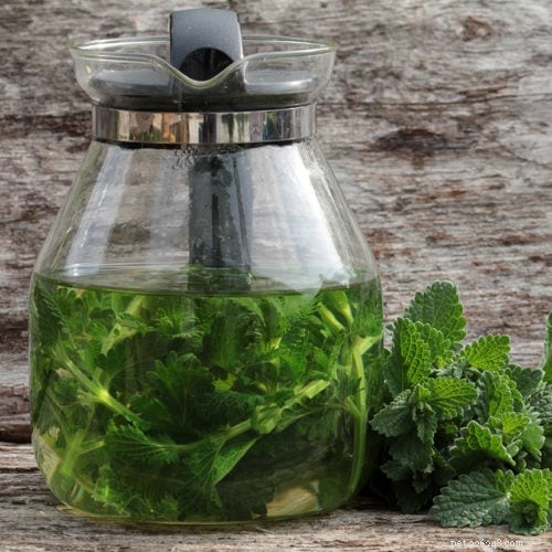 Catnip Tea for Cats: How to Brew, Benefits, and Recipes
