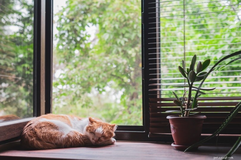 Do Cats Dream? Exploring What Felines Sleep About