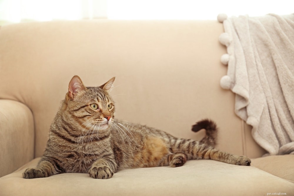 Do Cats Sweat When Overheated? The Facts Every Owner Should Know