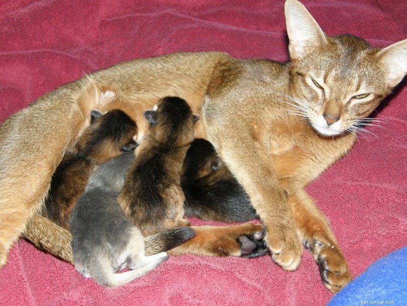 Can Cats Experience Down Syndrome? Understanding Causes, Symptoms, and Treatment