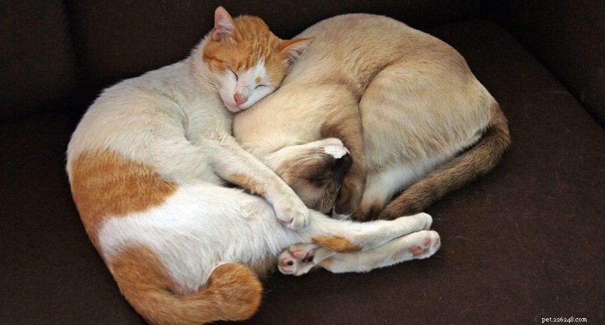 Do Cats Show Same‑Sex Attraction? A Clear Guide to Understanding Cat Behavior