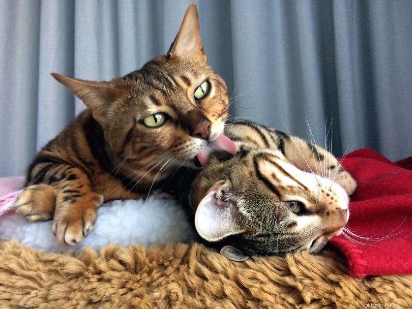 Do Cats Show Same‑Sex Attraction? A Clear Guide to Understanding Cat Behavior