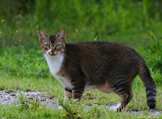 The Ultimate Guide to Cat Primordial Pouches: Why They Matter