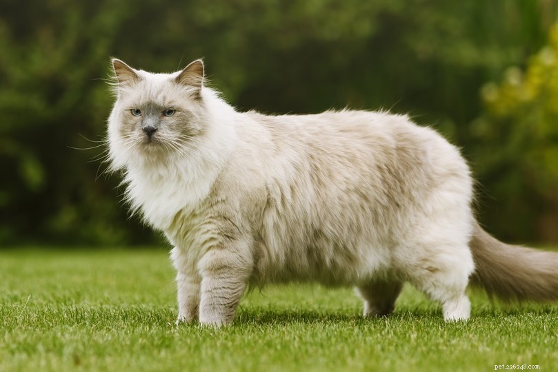 The Ultimate Guide to Cat Primordial Pouches: Why They Matter