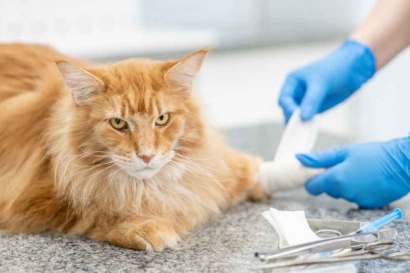 Are Candles Harmful to Cats? Expert Insights on Safety and Prevention