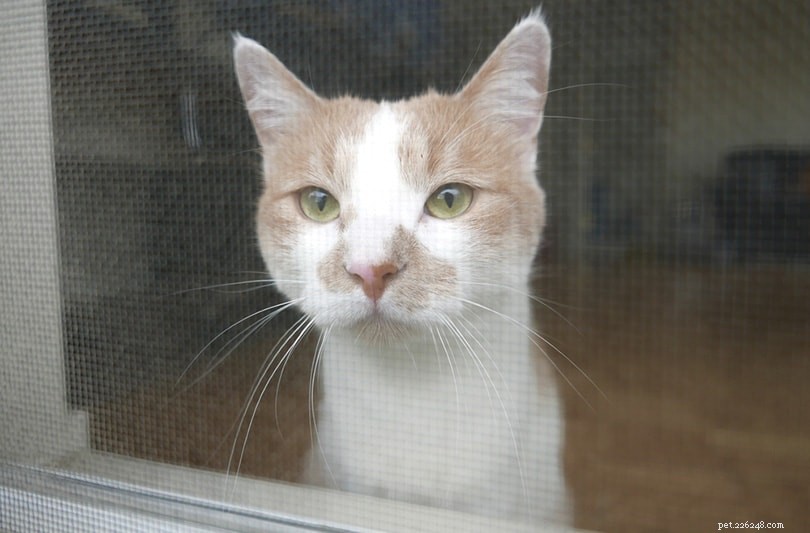 Do Cats See Color? A Scientific Look at Feline Vision.