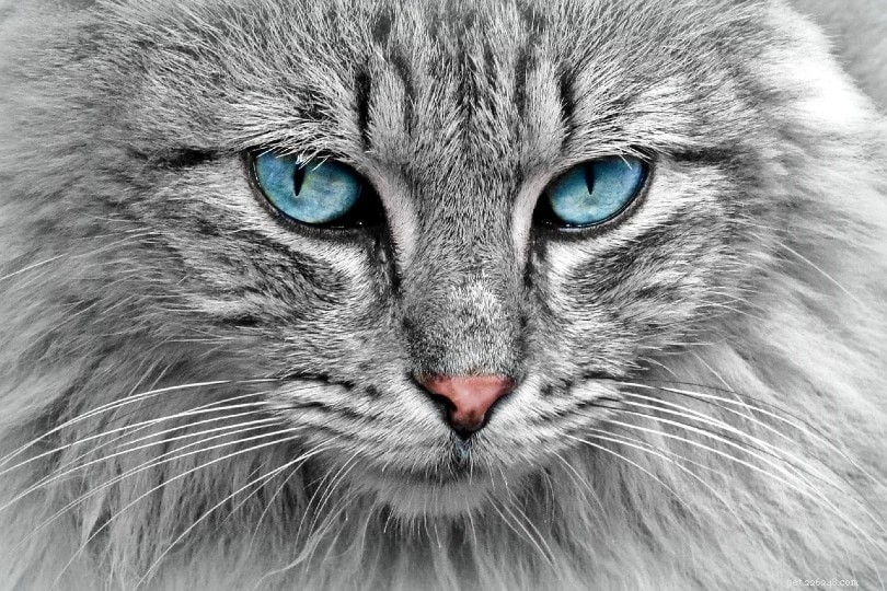 Do Cats See Color? A Scientific Look at Feline Vision.