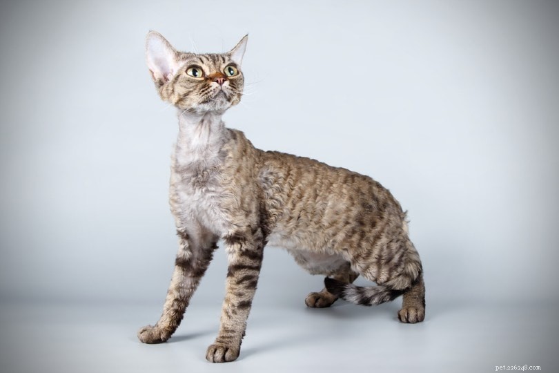Do Cats See Color? A Scientific Look at Feline Vision.