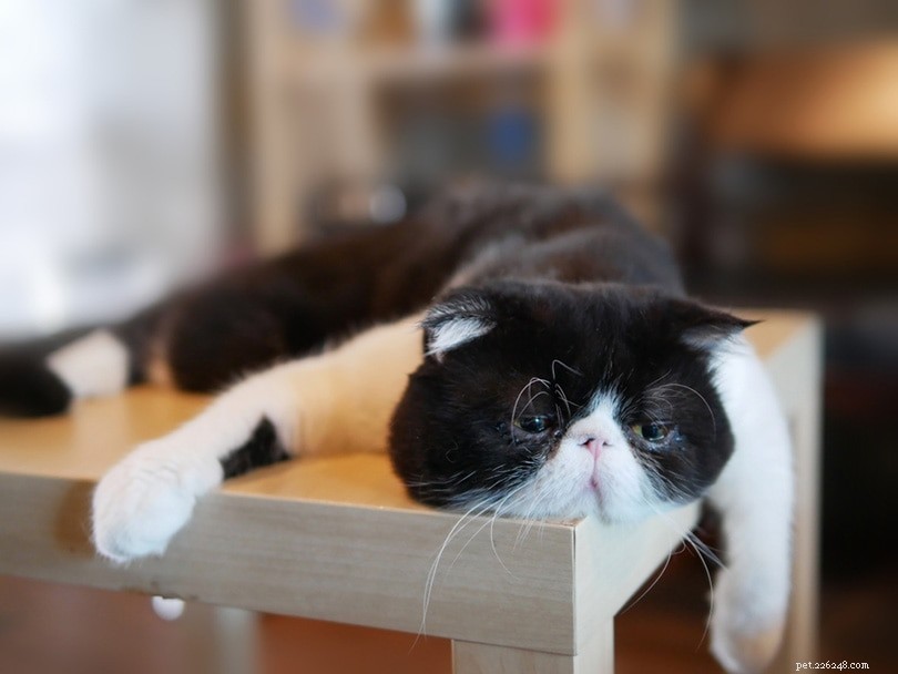 FIV in Cats: Symptoms, Causes, Treatment Options & Prevention Tips