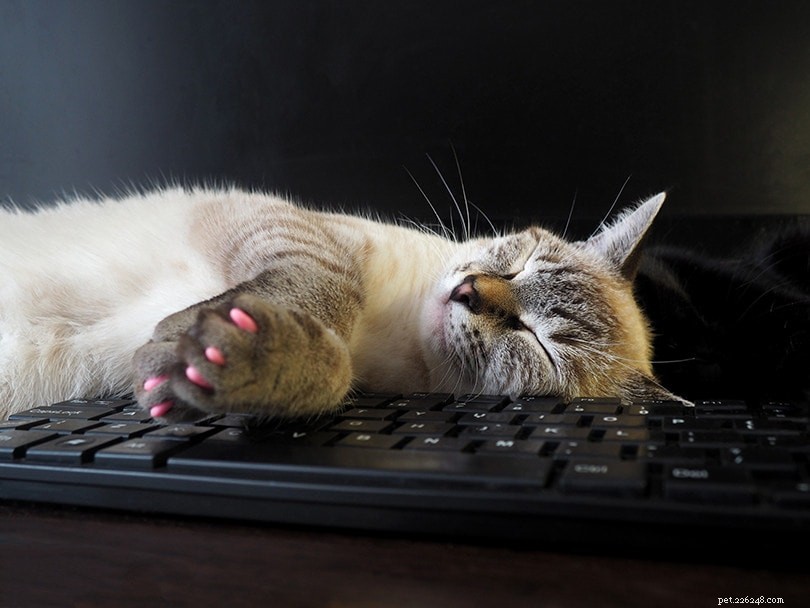 Are Nail Caps Safe for Cats? Expert Safety Guide