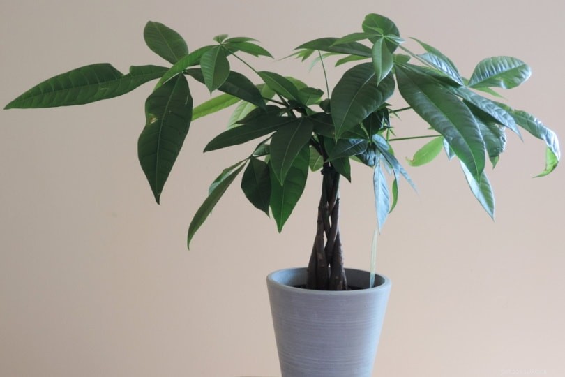 Money Trees and Cats: Are They Safe? Expert Guide on Cat-Friendly Houseplants