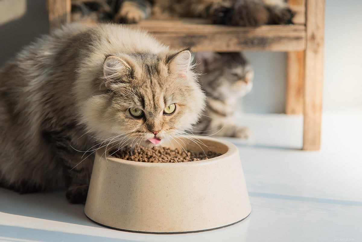 How to Determine if Your Cat is Overweight: A Practical Guide