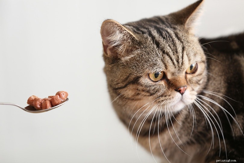 Do Cats Grieve? Understanding Cat Grief & How to Support Your Pet