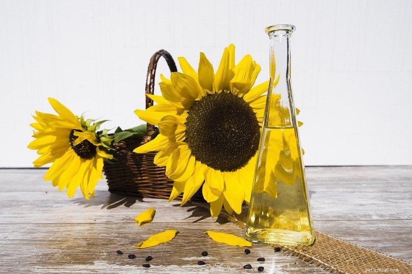 Sunflowers Are Safe for Cats – What You Need to Know