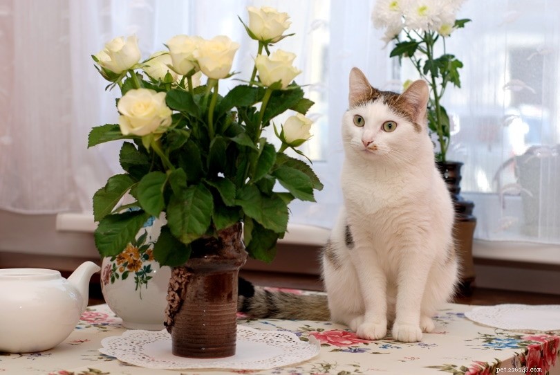 Sunflowers Are Safe for Cats – What You Need to Know