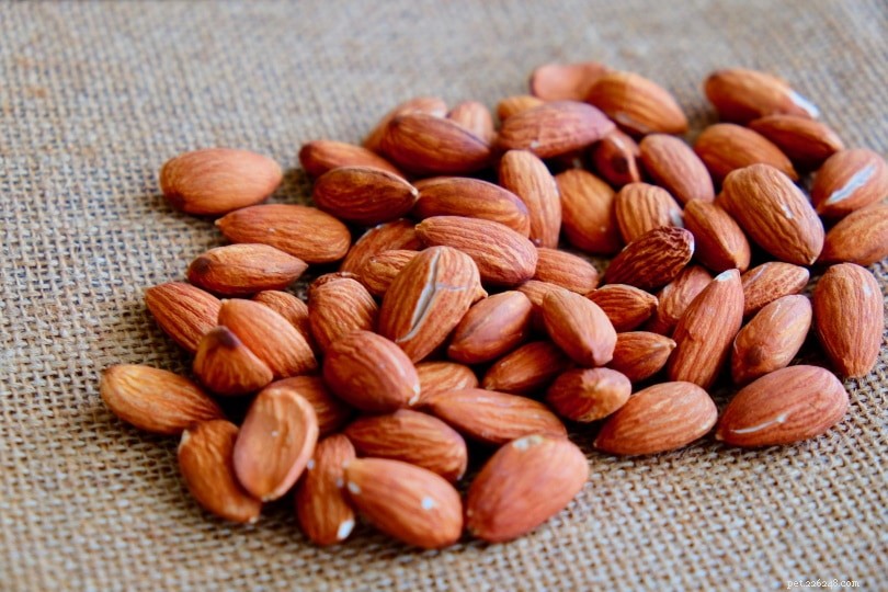 Is Almond Milk Safe for Cats? A Practical Guide