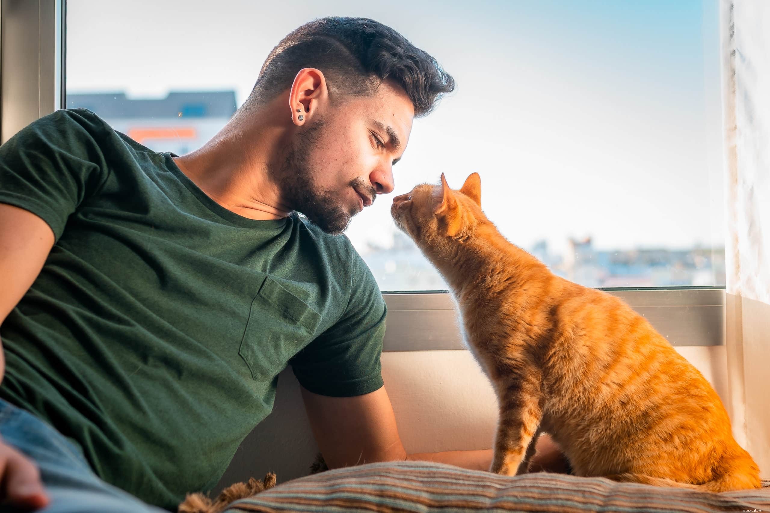 How Long Do Cats Remember Their Humans? Insights into Feline Memory