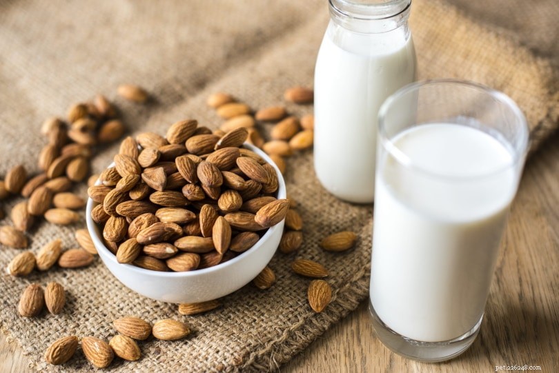 Is Almond Milk Safe for Cats? A Practical Guide
