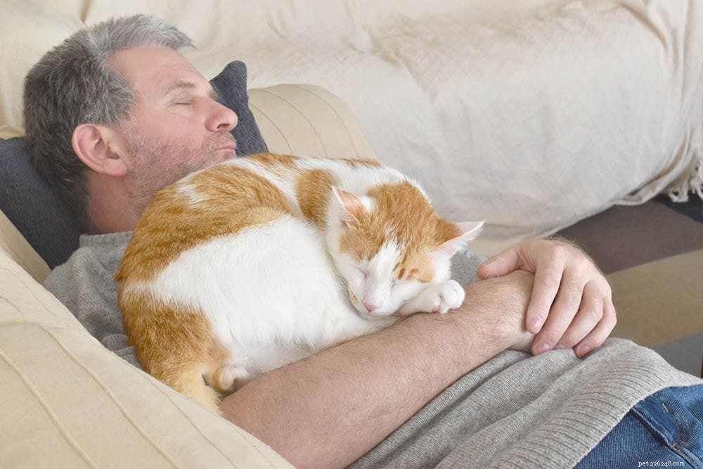 How Long Do Cats Remember Their Humans? Insights into Feline Memory
