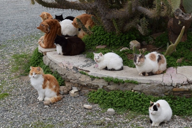 Do Cats Really Know Their Names? What Science Reveals