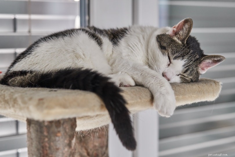 Is Your Cat Feeling Lonely? 6 Clear Indicators It Needs a Feline Companion