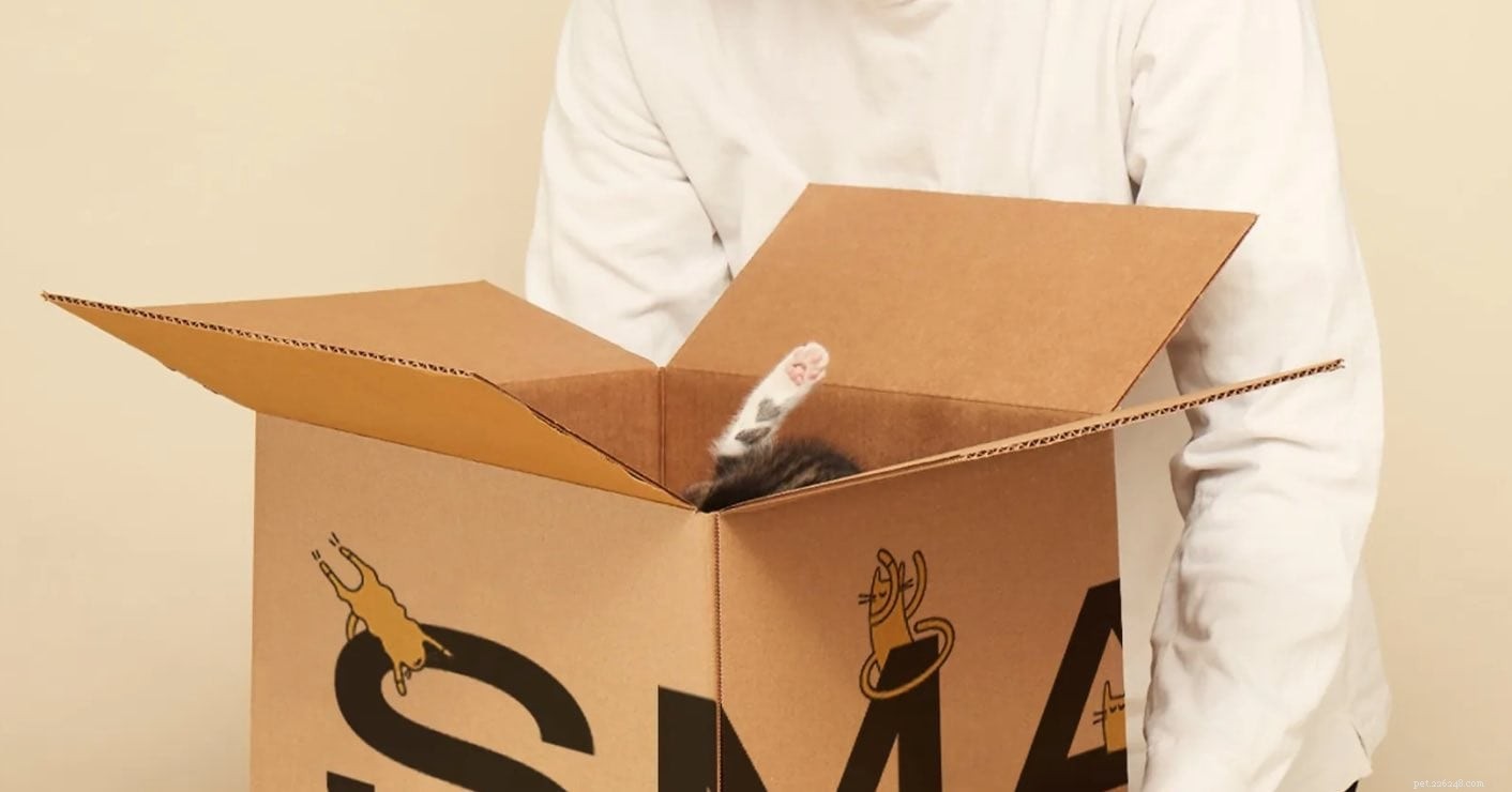 Smalls Cat Food 2022 Review: Quality, Value, and Final Verdict