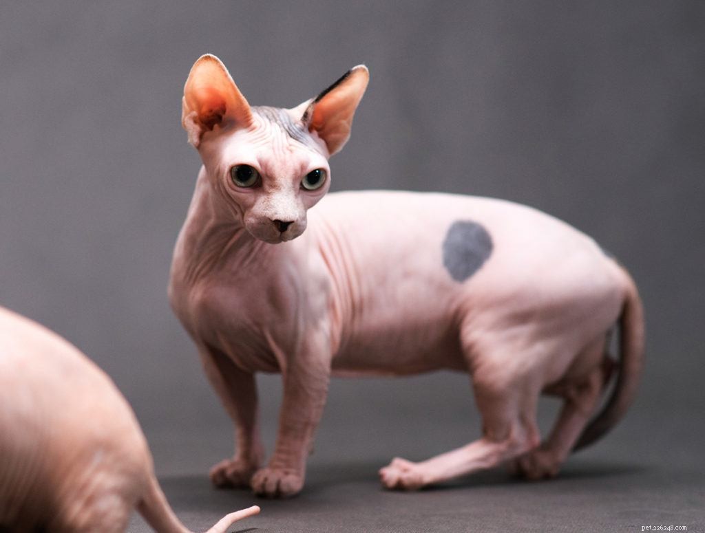 Are Hairless Cats Truly Hypoallergenic? A Clear Guide