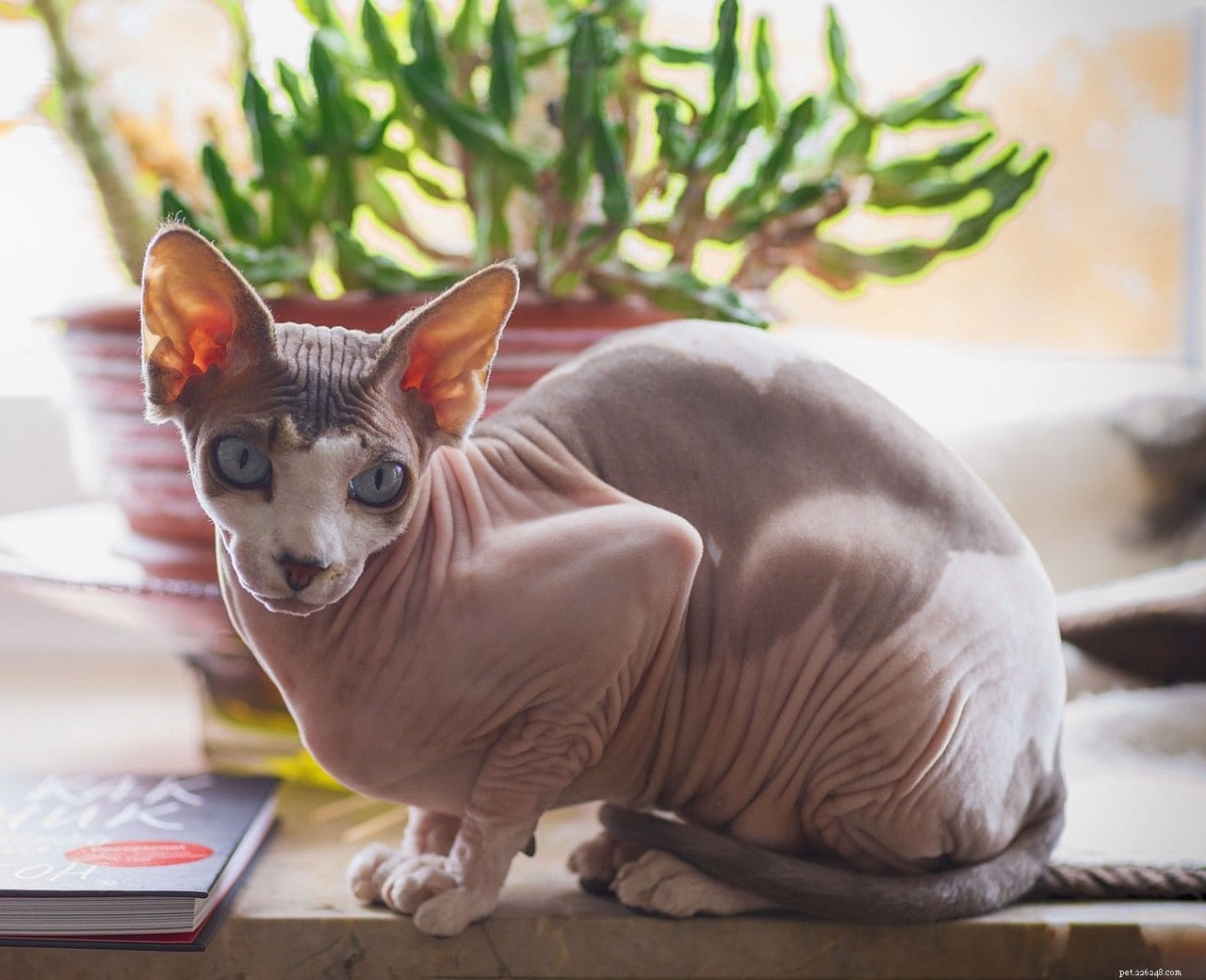 Are Hairless Cats Truly Hypoallergenic? A Clear Guide