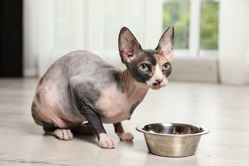 Are Hairless Cats Truly Hypoallergenic? A Clear Guide