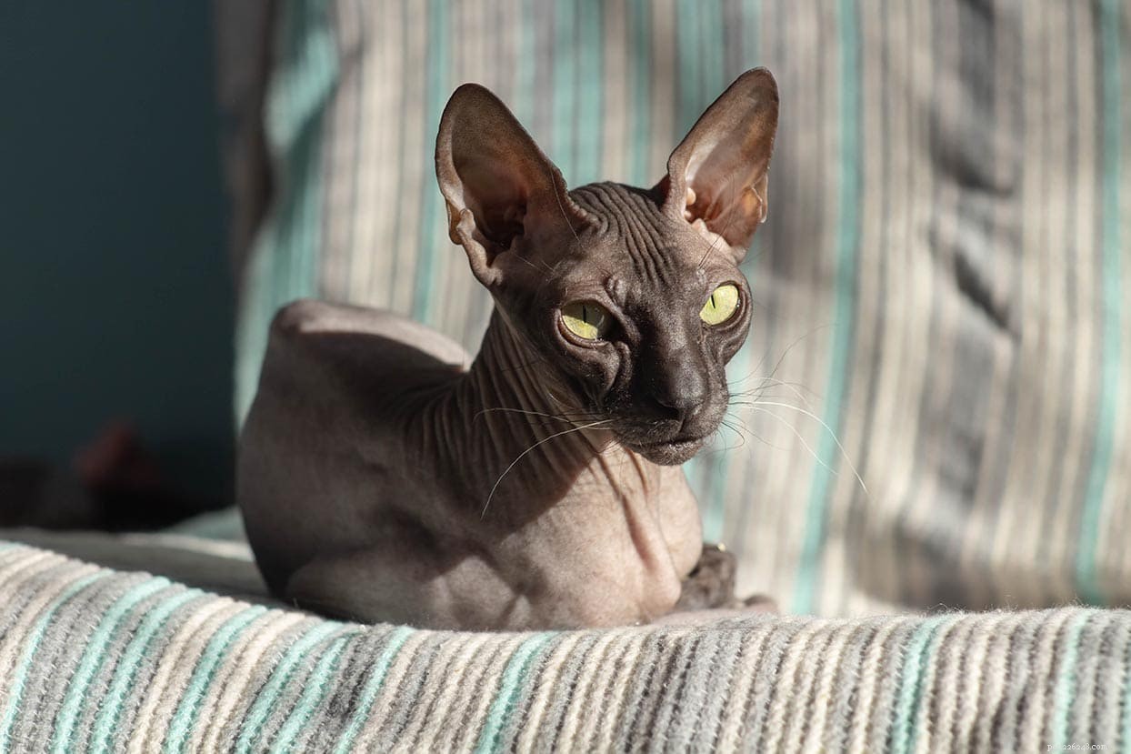 Are Hairless Cats Truly Hypoallergenic? A Clear Guide