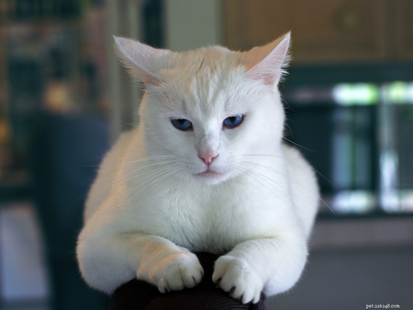 White Cats and Sensory Health: Facts on Deafness, Blindness, and Related Risks