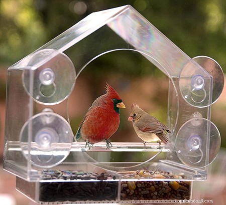 How to Calm Your Cat at Night: Effective Techniques for a Quiet Sleep