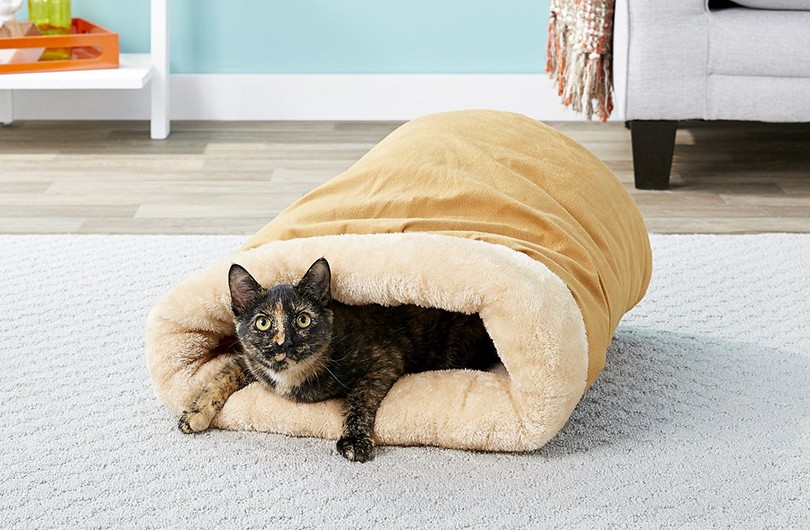 How to Calm Your Cat at Night: Effective Techniques for a Quiet Sleep