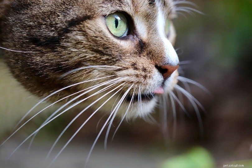 Can a Cat’s Whiskers Regrow? What to Expect and How Long It Takes