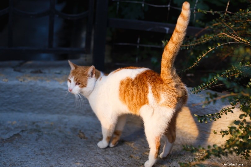 How to Spot a Cat in Heat: 7 Reliable Indicators