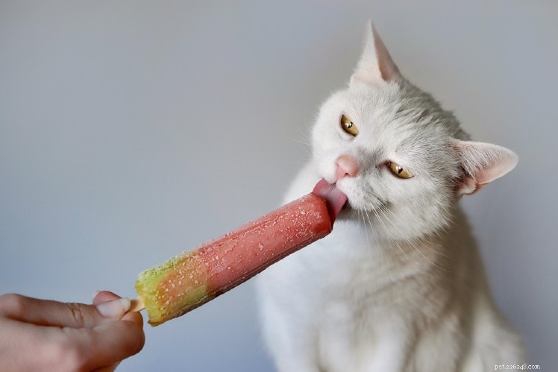 Do Cats Taste Sweetness? Science Explains Why They Don t