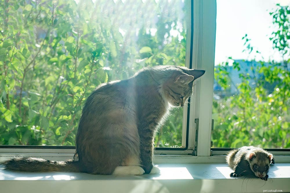Can Cats and Ferrets Coexist? Expert Tips for a Harmonious Household