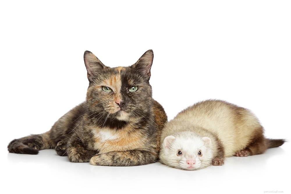Can Cats and Ferrets Coexist? Expert Tips for a Harmonious Household