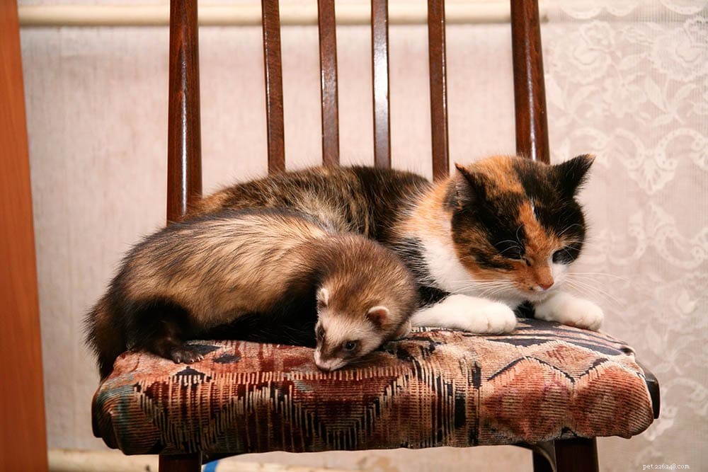 Can Cats and Ferrets Coexist? Expert Tips for a Harmonious Household