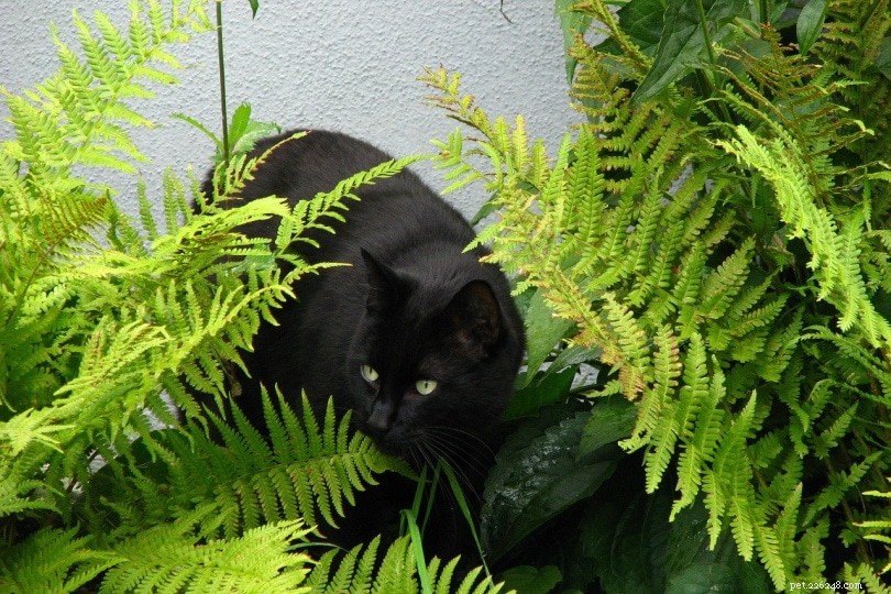 Are Ferns Safe for Cats? Expert Guide to Toxic and Non‑Toxic Fern Varieties