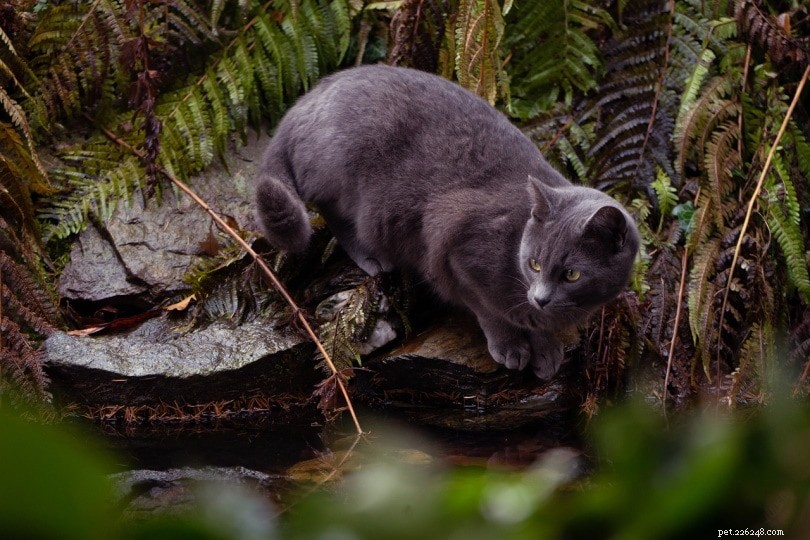 Are Ferns Safe for Cats? Expert Guide to Toxic and Non‑Toxic Fern Varieties
