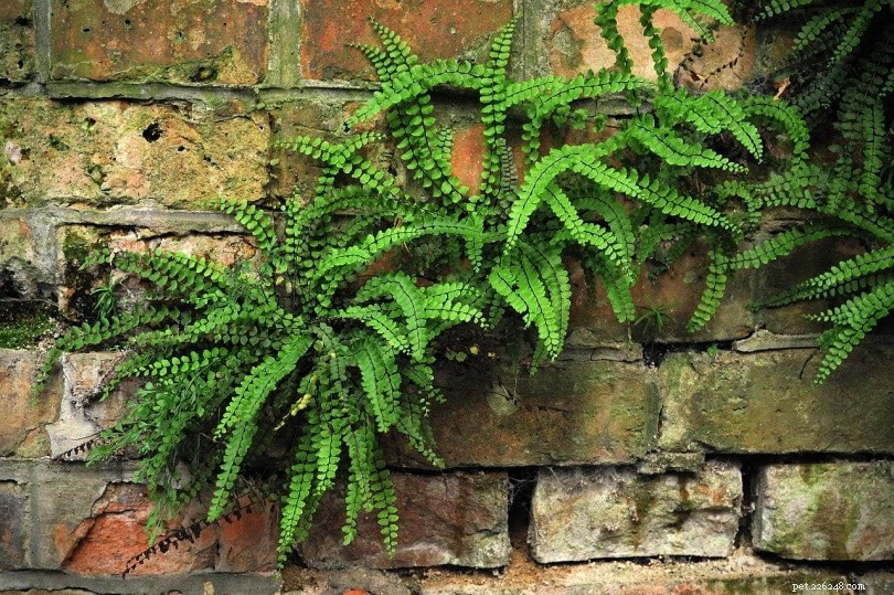 Are Ferns Safe for Cats? Expert Guide to Toxic and Non‑Toxic Fern Varieties