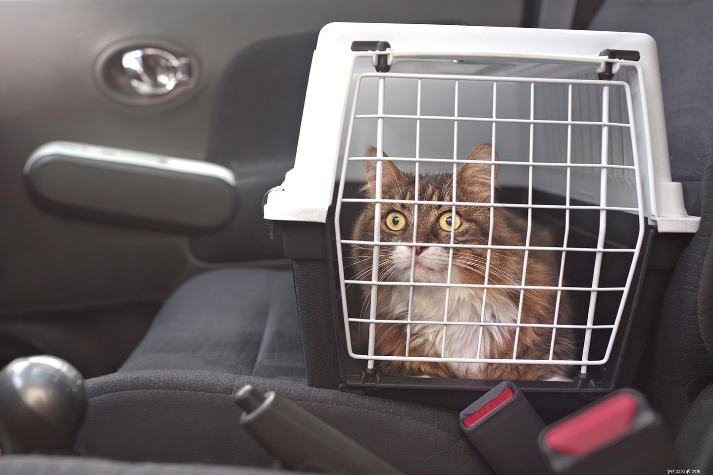 9 Proven Ways to Gently Place Your Cat in a Carrier