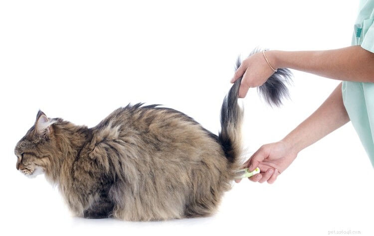 Quick & Accurate: Check Your Cat’s Vital Signs at Home in 5 Easy Steps