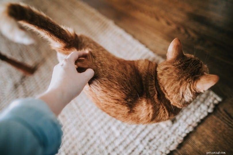 Expert Guide: Optimal Places and Techniques for Petting Your Cat